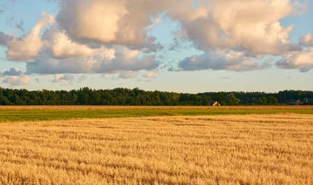 Plowed agricultural field and forest at sunset. Dramatic sky, glowing clouds, soft golden sunlight. Latvia. Summer, early autumn. Nature, ecology, remote places, harvesting. Panoramic viewの写真素材