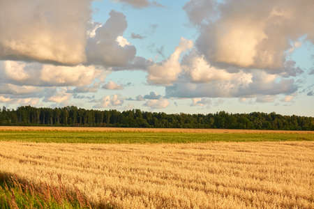 Plowed agricultural field and forest at sunset. Dramatic sky, glowing clouds, soft golden sunlight. Latvia. Summer, early autumn. Nature, ecology, remote places, harvesting. Panoramic viewの写真素材