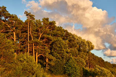 Evergreen pine forest. Baltic sea shore. Dramatic sky, glowing sunset clouds. Picturesque panoramic scenery. Nature, environment, eco tourism, hiking, exploring conceptの写真素材