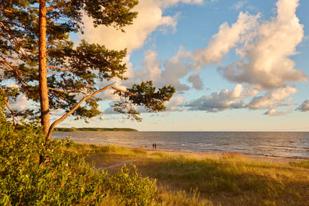 Baltic sea shore (sand dunes, beach). Evergreen pine forest, dune grass. Dramatic sky, glowing sunset clouds. Picturesque panoramic scenery. Nature, environment, eco tourism, hiking, exploring conceptの写真素材