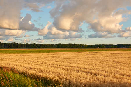 Plowed agricultural field and forest at sunset. Dramatic sky, glowing clouds, soft golden sunlight. Latvia. Summer, early autumn. Nature, ecology, remote places, harvesting. Panoramic viewの写真素材