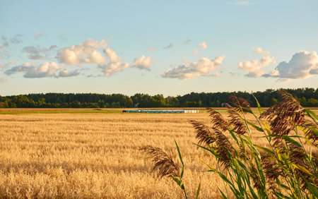 Plowed agricultural field and forest at sunset. Dramatic sky, glowing clouds, soft golden sunlight. Latvia. Summer, early autumn. Nature, ecology, remote places, harvesting. Panoramic viewの写真素材