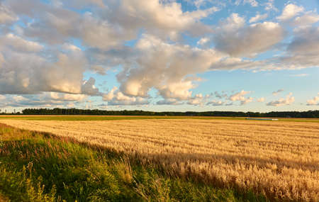 Plowed agricultural field and forest at sunset. Dramatic sky, glowing clouds, soft golden sunlight. Latvia. Summer, early autumn. Nature, ecology, remote places, harvesting. Panoramic viewの写真素材