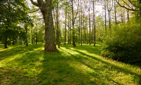 Panoramic view of a green deciduous forest park on a sunny day. Mighty trees, plants, moss. Soft sunlight. Atmospheric landscape. Nature, environment, ecology, ecotourism, nordic walking, exploringの写真素材