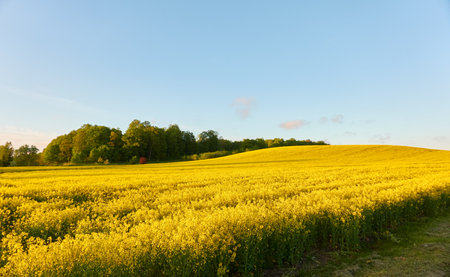Pathway through the blooming rapeseed field at sunset.の写真素材