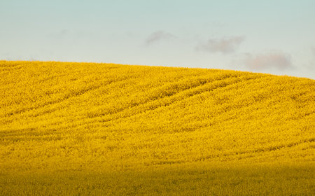 Rural landscape. Blooming yellow rapeseed field hills at sunset.の写真素材