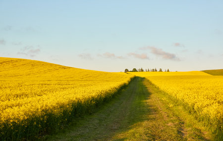 Pathway through the blooming rapeseed field at sunset.の写真素材