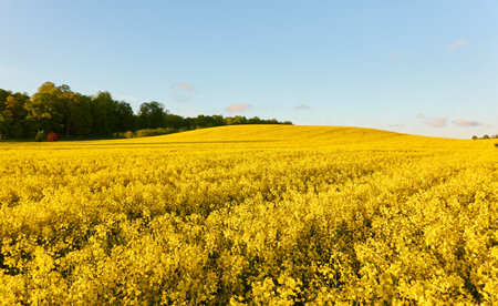 Blooming rapeseed field and forest at sunset. Summer day.の写真素材