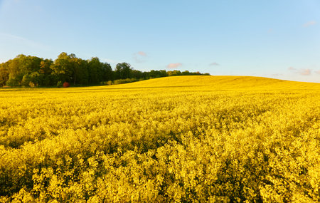 Blooming rapeseed field and forest at sunset. Summer day.の写真素材