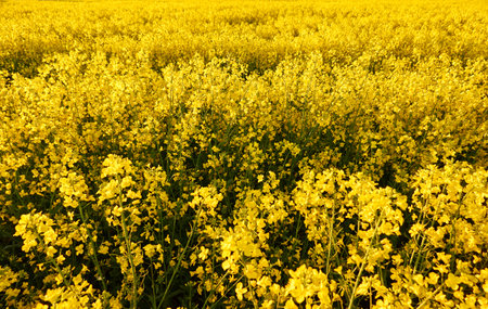 Blooming yellow rapeseed field on a clear sunny summer day.の写真素材