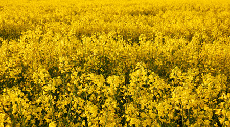 Blooming yellow rapeseed field on a clear sunny summer day.の写真素材