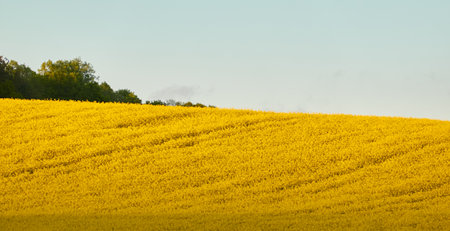 Blooming rapeseed field and forest at sunset.の写真素材