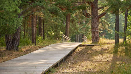 Modern wooden bridge (boardwalk, walkway, bicycle road) in a forest park. Summer landscape. Nature, fresh air, eco tourism, hiking, nordic walking, cycling, recreation, sport, healthy lifestyle themesの写真素材