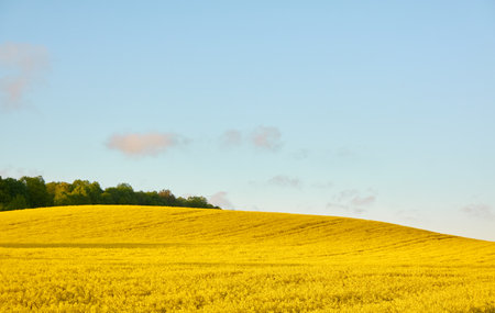 Blooming rapeseed field and forest at sunset.の写真素材