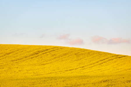 Rural landscape. Blooming yellow rapeseed field hills at sunset.の写真素材