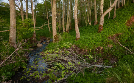 Overgrown forest river (stream).の写真素材