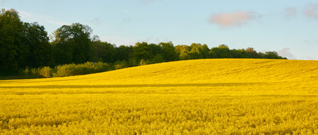 Blooming rapeseed field and forest at sunset. Summer day.の写真素材