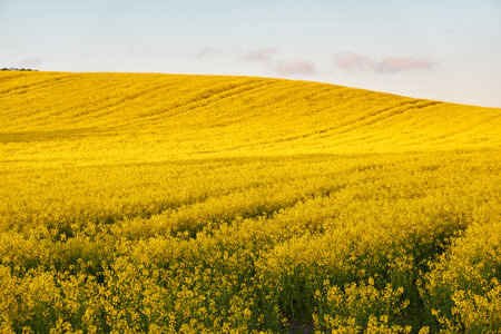 Rural landscape. Blooming yellow rapeseed field hills at sunset.の写真素材