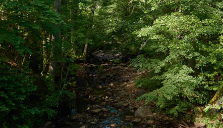 Overgrown forest stream (river). Stones, plants, trees. Idyllic summer landscape. Estonia. Baltic nature. Ecology, ecosystems, ecotourism, hiking conceptsの写真素材
