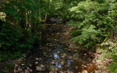 Overgrown forest stream (river). Stones, plants, trees. Idyllic summer landscape. Estonia. Baltic nature. Ecology, ecosystems, ecotourism, hiking conceptsの写真素材