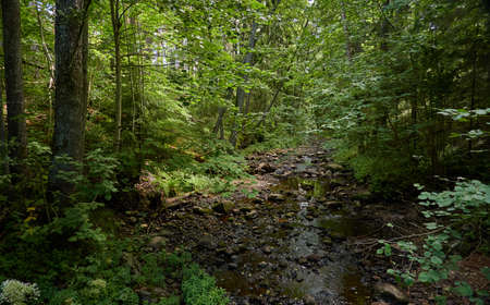 Overgrown forest stream (river). Stones, plants, trees. Idyllic summer landscape. Estonia. Baltic nature. Ecology, ecosystems, ecotourism, hiking conceptsの写真素材
