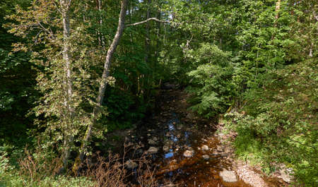 Overgrown forest stream (river). Stones, plants, trees. Idyllic summer landscape. Estonia. Baltic nature. Ecology, ecosystems, ecotourism, hiking conceptsの写真素材