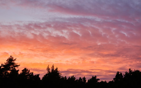 Forest at sunset. Dramatic cloudscape. Tree silhouettes against clear blue sky with glowing pink and golden cirrus and cumulus clouds after storm, soft sunlightの写真素材