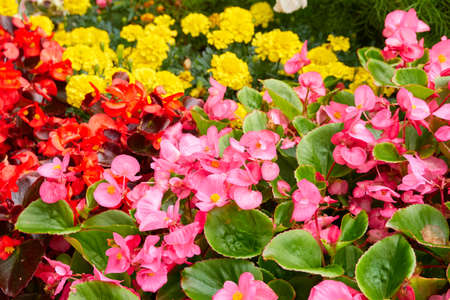 Colorful everblooming begonia flowers, close-up. Floral decoration, landscaping design, city gardening, cultivation, flower plantation conceptsの写真素材