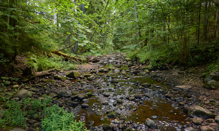 Overgrown forest stream (river). Stones, plants, trees. Idyllic summer landscape. Estonia. Baltic nature. Ecology, ecosystems, ecotourism, hiking conceptsの写真素材