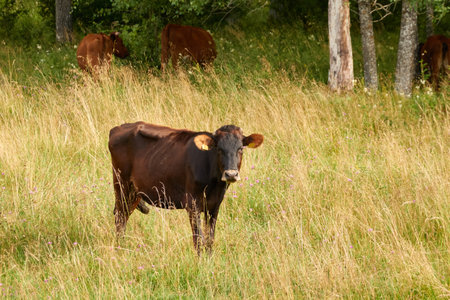 Cow grazing in a forest meadow and eating green grass. Sunny summer day. Estonia. Nature, countryside living, farming, milk and meat production, domestic animals themesの写真素材