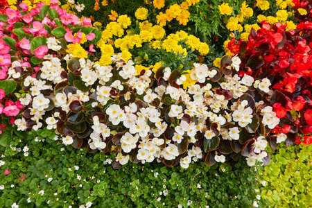 Colorful everblooming begonia flowers, close-up. Floral decoration, landscaping design, city...