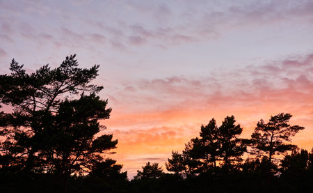 Forest at sunset. Dramatic cloudscape. Tree silhouettes against clear blue sky with glowing pink and golden cirrus and cumulus clouds after storm, soft sunlight.の写真素材