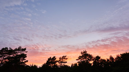 Forest at sunset. Dramatic cloudscape. Tree silhouettes against clear blue sky with glowing pink and golden cirrus and cumulus clouds after storm, soft sunlight.の写真素材