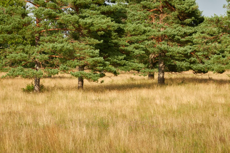 Pathway through the evergreen forest meadow. Mighty trees, plants. Soft sunlight. Idyllic summer scene. Nature, seasons, environment, eco tourism themes. Estonia, Baltic natureの写真素材