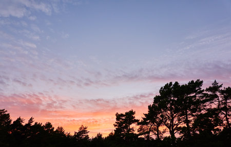 Forest at sunset. Dramatic cloudscape. Tree silhouettes against clear blue sky with glowing pink and golden cirrus and cumulus clouds after storm, soft sunlight.の写真素材