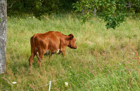 Cow grazing in a forest meadow and eating green grass. Sunny summer day. Estonia. Nature, countryside living, farming, milk and meat production, domestic animals themesの写真素材
