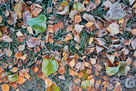 Forest floor of dry golden leaves and green grass. Crystal clear frost, ice, first snow. Autumn, early winter. Texture, background. Soft sunlight. Climate change, nature, environmentの写真素材