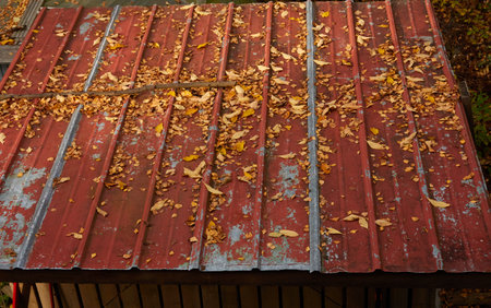 Red siding roof covered with golden leaves. Background, natural texture. Nature, seasons, autumn and early winter, countryside conceptsの写真素材