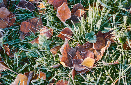 Forest floor of dry golden leaves and green grass. Crystal clear frost, ice, first snow. Autumn, early winter. Texture, background. Soft sunlight. Climate change, nature, environmentの写真素材