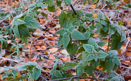 Green leaves covered with a crystal clear frost, ice, first snow. Autumn, early winter. Soft sunlight. Climate change, nature, environment, cold weatherの写真素材