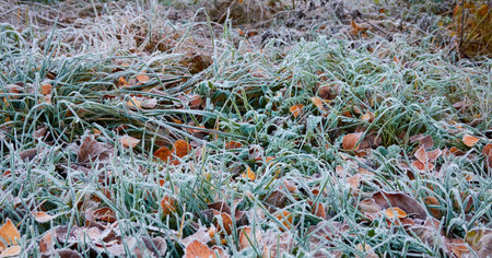Forest floor of dry golden leaves and green grass. Crystal clear frost, ice, first snow. Autumn, early winter. Texture, background. Soft sunlight. Climate change, nature, environmentの写真素材