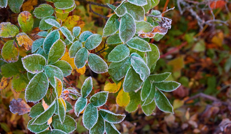 Green leaves covered with a crystal clear frost, ice, first snow. Autumn, early winter. Soft sunlight. Climate change, nature, environment, cold weatherの写真素材