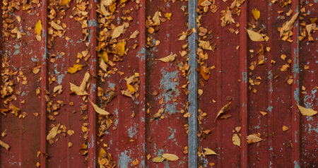 Red siding roof covered with golden leaves. Background, natural texture. Nature, seasons, autumn and...