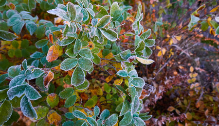 Green leaves covered with a crystal clear frost, ice, first snow. Autumn, early winter. Soft sunlight. Climate change, nature, environment, cold weatherの写真素材
