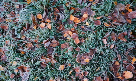 Forest floor of dry golden leaves and green grass. Crystal clear frost, ice, first snow. Autumn, early winter. Texture, background. Soft sunlight. Climate change, nature, environmentの写真素材