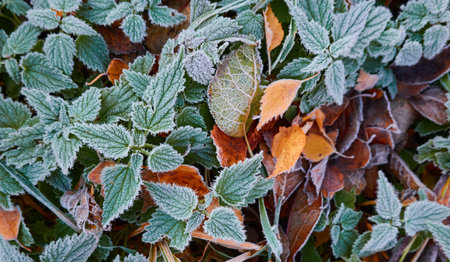 Green leaves covered with a crystal clear frost, ice, first snow. Autumn, early winter. Soft sunlight. Climate change, nature, environment, cold weatherの写真素材