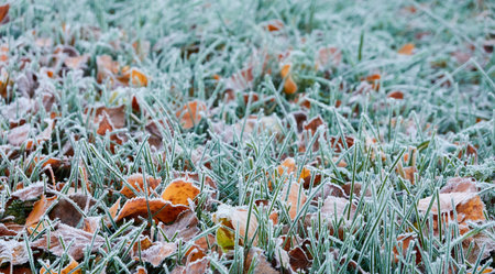 Forest floor of dry golden leaves and green grass. Crystal clear frost, ice, first snow. Autumn, early winter. Texture, background. Soft sunlight. Climate change, nature, environmentの写真素材