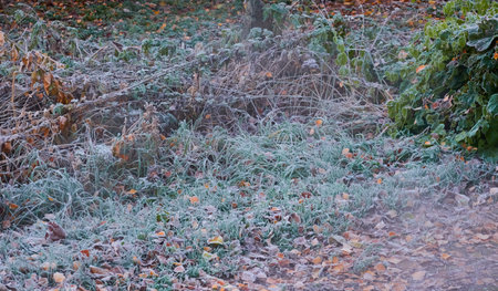 Forest floor of dry golden leaves and green grass. Crystal clear frost, ice, first snow. Autumn, early winter. Texture, background. Soft sunlight. Climate change, nature, environmentの写真素材