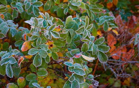 Green leaves covered with a crystal clear frost, ice, first snow. Autumn, early winter. Soft sunlight. Climate change, nature, environment, cold weatherの写真素材