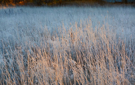 Dry plants and grass covered with a frost and first snow, close-up. Forest meadow. Morning fog. Autumn, early winter. Seasons, climate change, cold weather, ecology, botany. Natural texturesの写真素材